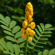 Senna Alata Extract